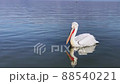 White Dalmatian pelican (Pelecanus Crispus) swimming on the water in Kerkini lake 88540221