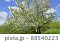 Beautiful nature scene with blooming tree on a sunny day. Spring blossom 88540223