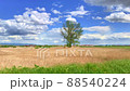 Green tree in the middle of the orange field. Beautiful clouds in the blue sky 88540224