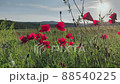 Wild poppy field, beautiful summer rural landscape, sunset rays. 88540225
