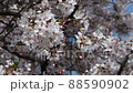Cherry trees swaying in the wind 88590902