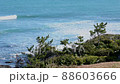 Sea and pine trees 88603666