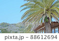 Beach palm trees and blue sky 88612694