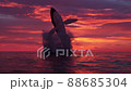 Humpback whale jumps out of the water at sunset 88685304