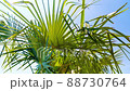 Palm tree close up in the sunshine at summer. 88730764