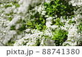 ユキヤナギ　雪柳 88741380