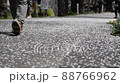 Shiroishi River Tsutsumi Ichimoku Senbonzakura Shiroishi River Tsutsumi Ichimoku Senbonzakura 88766962