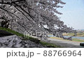 Shiroishi River Tsutsumi Ichimoku Senbonzakura Shiroishi River Tsutsumi Ichimoku Senbonzakura 88766964