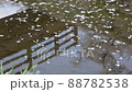 Shiroishi River Tsutsumi Ichimoku Senbonzakura Shiroishi River Tsutsumi Ichimoku Senbonzakura 88782538