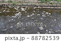 Shiroishi River Tsutsumi Ichimoku Senbonzakura Shiroishi River Tsutsumi Ichimoku Senbonzakura 88782539