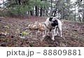 Beautiful young pug walks in the autumn forest 88809881