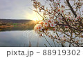 Spring blooming tree and sun flare. Morning nature scene. Sunrise near a calm lake. 88919302