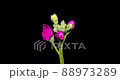 股票開花遊戲中時光倒流 股票開花遊戲中時光倒流 88973289
