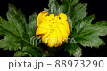菊花開花遊戲中時光倒流 菊花開花遊戲中時光倒流 88973290