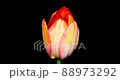 紅色鬱金香開花遊戲中時光倒流 紅色鬱金香開花遊戲中時光倒流 88973292