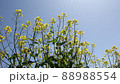 Rape blossoms swaying in the wind 88988554