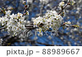 Close up of tree blooming with white flowers in spring. Flowering tree in orchard. Blooming tree swaying in the wind at sunset. Blossoming branch.  88989667