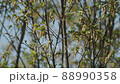 Mimosa tree blooming in the spring 88990358