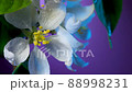 Apple Tree Flower Covered with Dew Drops Macro 88998231
