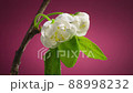 Plum Tree Branch with Blooming Flowers on Purple Background Time Lapse 88998232