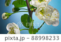 Plum Tree Branch with Blooming Flowers Time Lapse Tilt Up 88998233