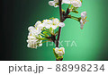 Time Lapse of Blossoming Apple Tree Branch on Green Background 88998234
