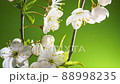 Cherry Branch with Blooming Flowers Time Lapse. Tilt Up 88998235