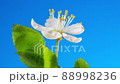 Cherry Blossom Timelapse. Bud Blooms Close Up 88998236