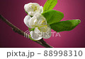 Plum Tree Branch with Blooming Flowers on Purple Background Time Lapse 88998310