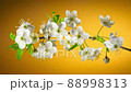 Time Lapse of Cherry Blossom Branch on Yellow Background Vertical 9:16 88998313