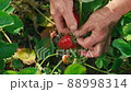 Farmer's hands picking organic strawberries close up 88998314