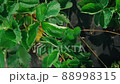 Farmer's hands picking organic strawberries close up 88998315