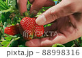 Farmer's hands picking organic strawberries from the bush close up 88998316