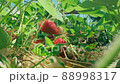 Ripe organic strawberry bush in the garden close up 88998317