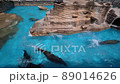 Sea lions frolicking with friends_02 89014626