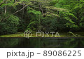 瑠璃光院　4月の瑠璃の庭 89086225