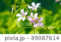 Murasaki Kabaki 89087614