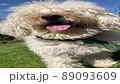 Cute Puppy Panting - Slow Motion. 89093609