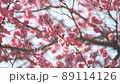 桜 接写 桜 接写 89114126