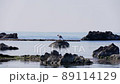 1羽岩の上にいるカモメ 1羽岩の上にいるカモメ 89114129