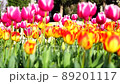 Red and yellow tulips grow on a flower bed in a city park. 89201117