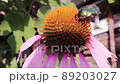 a green beetle crawls pollinates an echinacea flower with pink petals. Spring blooming flower insects and flowers 89203027