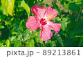 槿 89213861