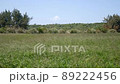 Meadow 89222456