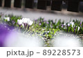風に揺れる白いクロッカス 89228573