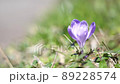 春先の庭　風で揺れるクロッカス 89228574
