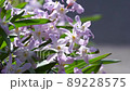 白い花庭先で揺れるチオノドクサ 89228575
