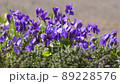 スミレの花 89228576