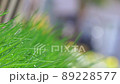風に揺れる草 89228577