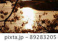 桜の木を通し大河にかかる夕日の反射 89283205